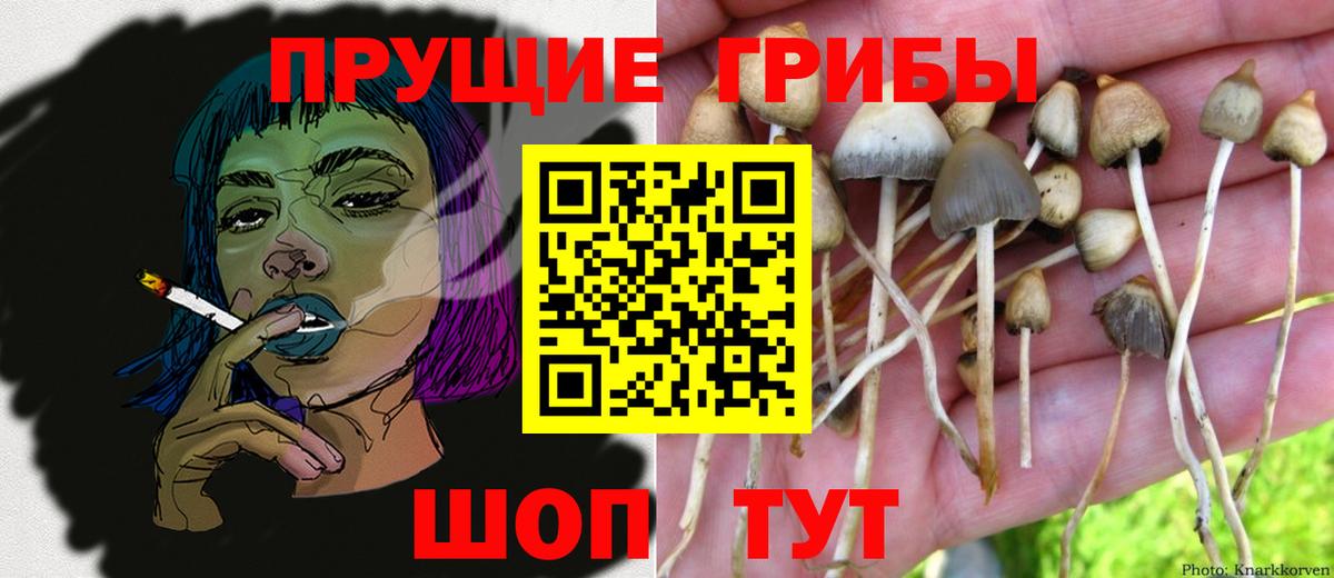 Псилоцибиновые грибы GOLDEN TEACHER  Псилоцибиновые грибы Psilocybine cubensis  Киреевск  Вход с VPN 